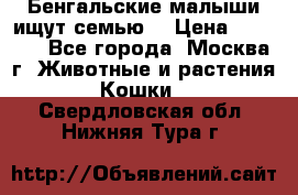 Бенгальские малыши ищут семью) › Цена ­ 5 500 - Все города, Москва г. Животные и растения » Кошки   . Свердловская обл.,Нижняя Тура г.